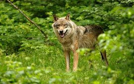 wolf in het Bayerische Wald in Duitsland