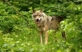 Aaldrik Pot wolf in het Bayerische Wald in Duitsland