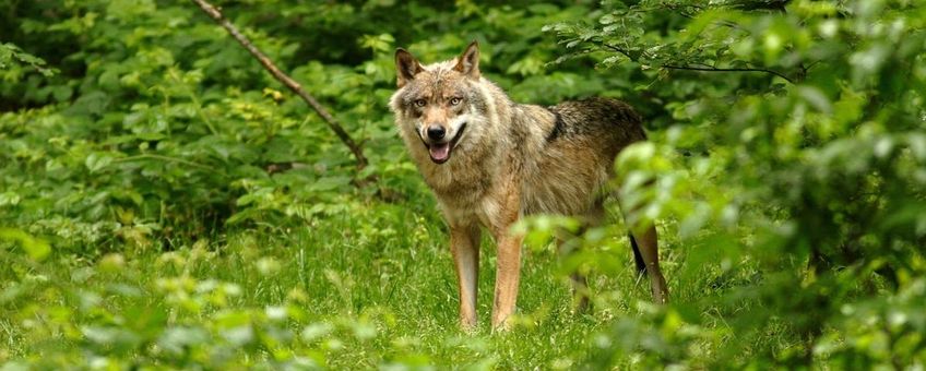 wolf in het Bayerische Wald in Duitsland