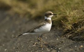 Piet Munsterman Kleine plevier Saxifraga _juv