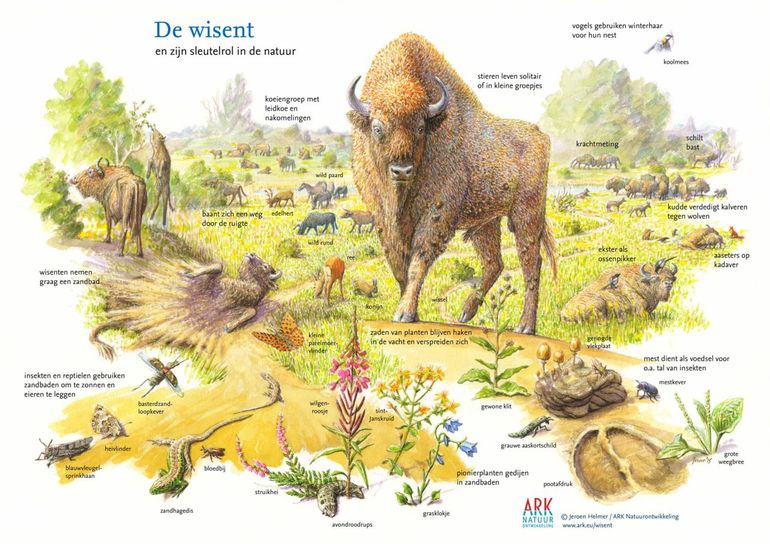 De wisent en zijn sleutelrol in de natuur