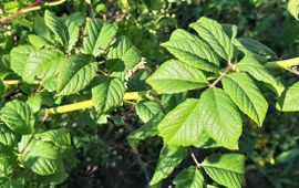 Ruud Beringen stengel Rosa multiflora