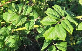 stengel Rosa multiflora