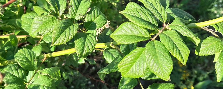 stengel Rosa multiflora