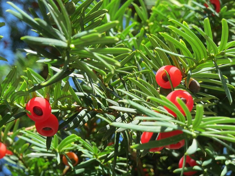 Elke 'bes' van de taxus bevat één zaadje