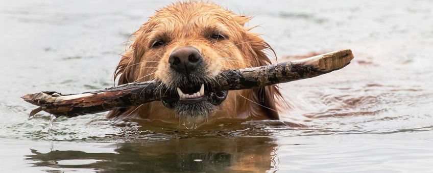 Uit Renderen Bloeden Nature Today | Honden brengen anti-vlooi- en tekenmiddelen over naar het  milieu