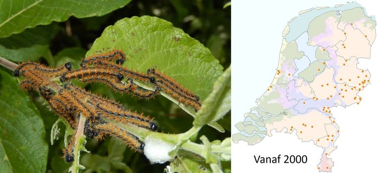 Kaartje met de waarnemingen van rupsen van grote vos vanaf 2020