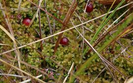 Saxifraga-Hans Boll Oxycoccus palustris. Kleine veenbes