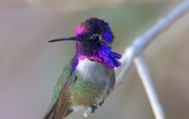 Mark Chappell, UC Riverside Male Costa’s hummingbirds court females using a high-speed dive in which they sing with their tail feathers.