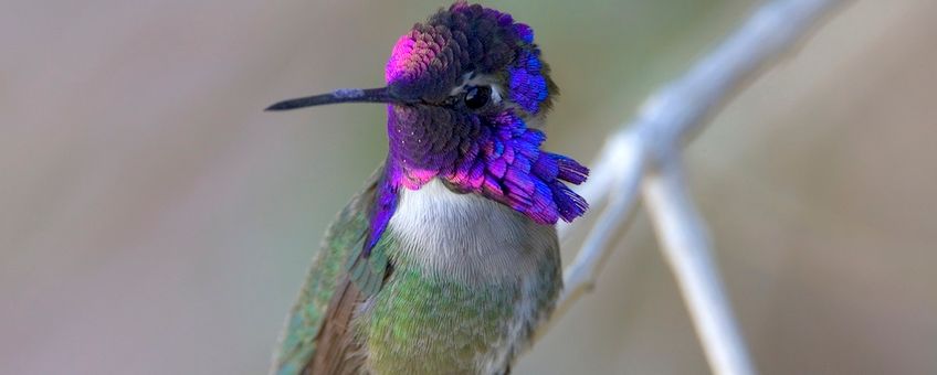 Male Costa’s hummingbirds court females using a high-speed dive in which they sing with their tail feathers.