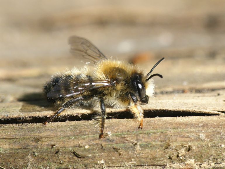 Mannetje ruige behangersbij (Megachile circumcincta). Deze bijensoort is in Nederland vrijwel beperkt tot de kustduinen