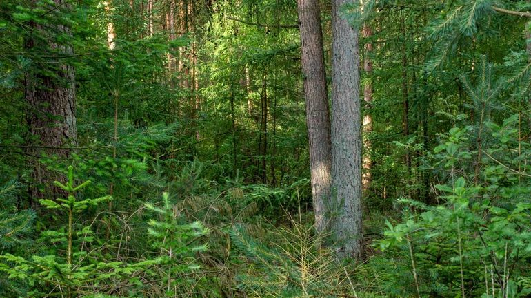 Tegenwoordig focussen we in ons beheer op gevarieerd en toekomstbestendig bos