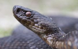 Vipera berus. Adder