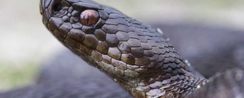 Vipera berus. Adder