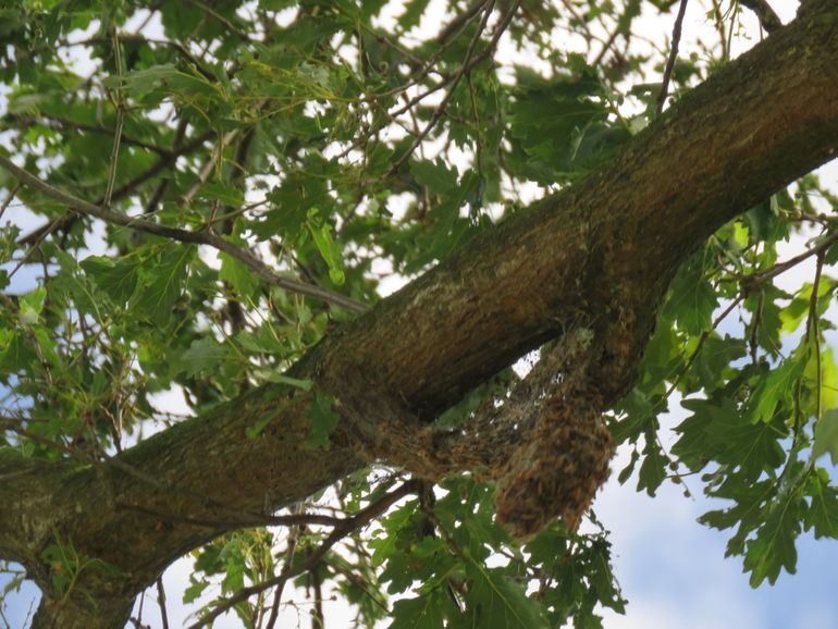 Verlaten nest op 28 juni 2018. Eikenprocessierupsen waren in de bodem gekropen