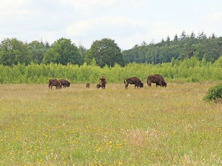 Geplagde plekken, zoals deze voormalige akker, begroeien op de hogere zandgronden snel met ruwe berken en grove dennen. Maashorst, september 2022