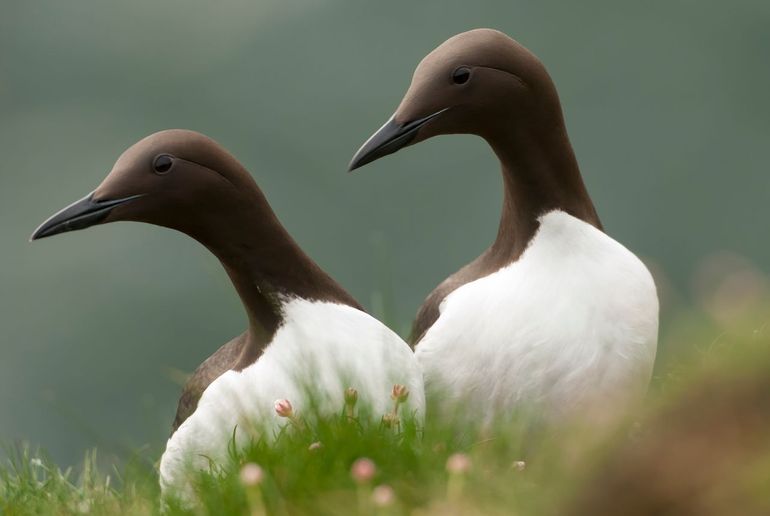 Zeekoeten-paartjes herkennen elkaar al van honderden meters afstand en zijn zichtbaar blij met het weerzien