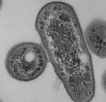Close-up van Mycobacterium methanotrophicum