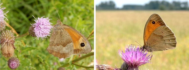 Bruin zandoogje: links een vrouwtje en rechts een mannetje, dat iets kleiner is en minder contrast op de vleugel heeft