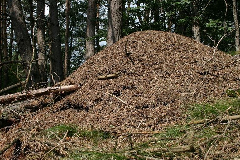 Groot nest van de behaarde bosmier