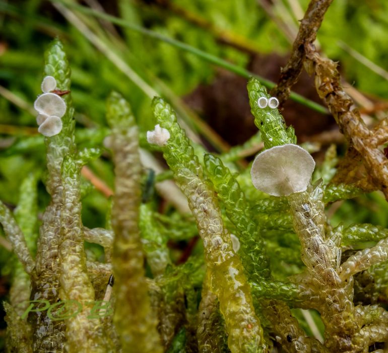 Gerimpeld mosoortje op slaapmossen