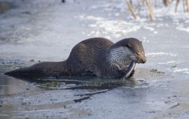 Mark Zekhuis, Saxifraga Lutra lutra. Otter