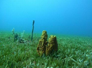 Seagrass meadow with sponge at Double Wreck