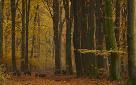 Wilde zwijnen in beukenbos, voor eenmalig gebruik