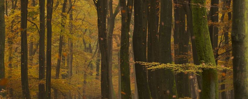 Wilde zwijnen in beukenbos, voor eenmalig gebruik