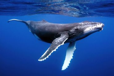 Een bultrug zwemt voor de kust van Tonga in de Stille Oceaan