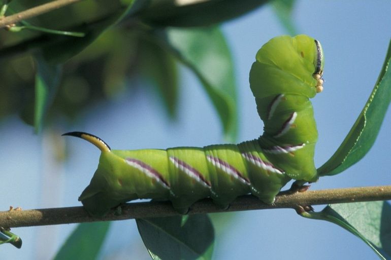 De rups van de ligusterpijlstaart gaat in augustus op zoek naar een plek om te verpoppen