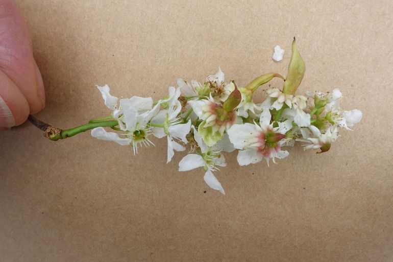 Een jonge bloemtros, met zowel aangetaste bloemen als gezonde, niet-aangetaste bloemen. De gallen van de aangetaste bloemen bestaan uit een 'schoteltje' en een 'hoorntje'. Op enkele van de schoteltjes en hoorntjes is de rode kleur duidelijk zichtbaar