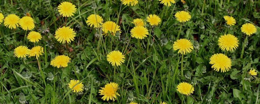 Paardenbloemen