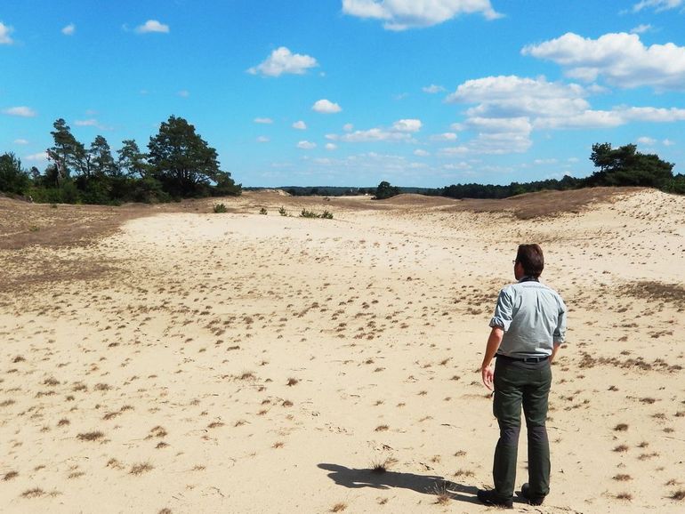 Door Staatsbosbeheer worden gedeelten van het stuifzand weer open gemaakt