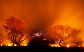 © naturepl.com Bence Mate WWF Bosbrand