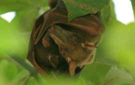 Stephen C Smith Creative Commons Hypsignathus monstrosus