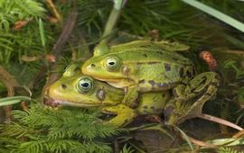 plonzenweekeinde - groene kikkers