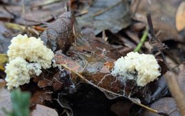 Groot kalkschuim, Mucilago crustacea. Engelendaal, Leiderdorp