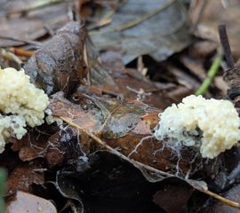 Groot kalkschuim, Mucilago crustacea. Engelendaal, Leiderdorp