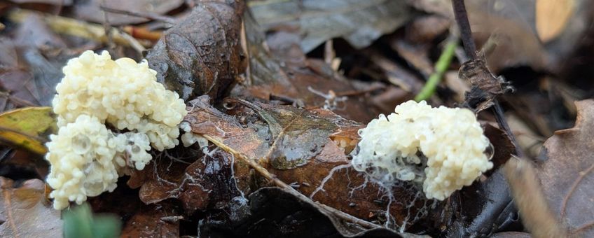 Groot kalkschuim, Mucilago crustacea. Engelendaal, Leiderdorp