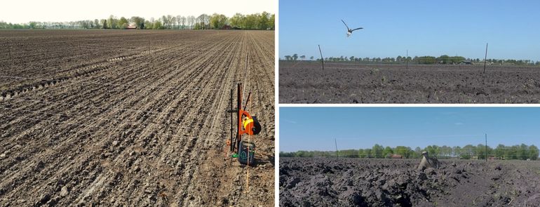 Links: stroomraster rond wulpennest. Rechts: beelden uit film over de terugkeer van de wulp op haar nest na plaatsing van het stroomraster