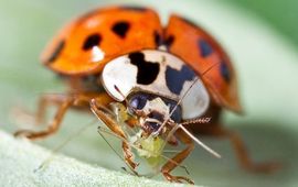 Aziatisch lieveheersbeestje, Harmonia axyridis