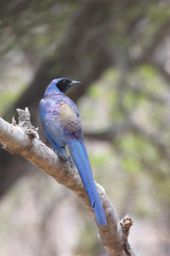 Long tailed glossy starling