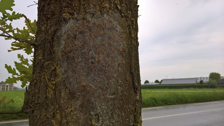 Eikenprocessierupsen met brandharen laag op de stam