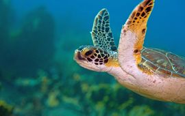 Green turtle  (Chelonia mydas)