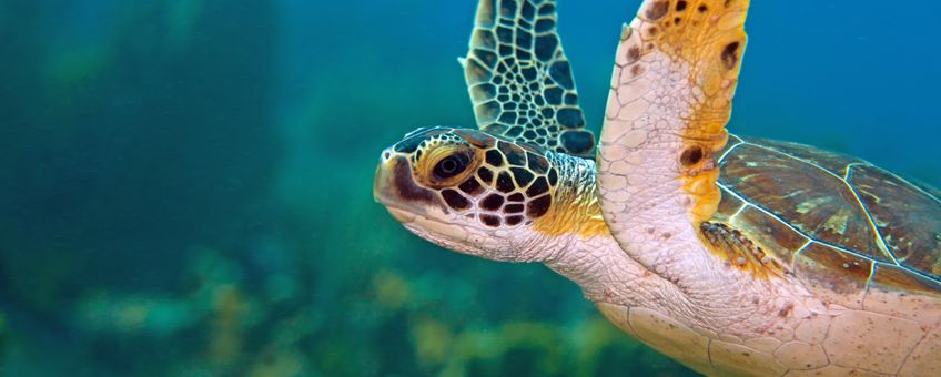 Green turtle  (Chelonia mydas)