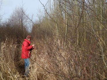 Eitjes zoeken in het essenhakhout bij Wijk bij Duurstede