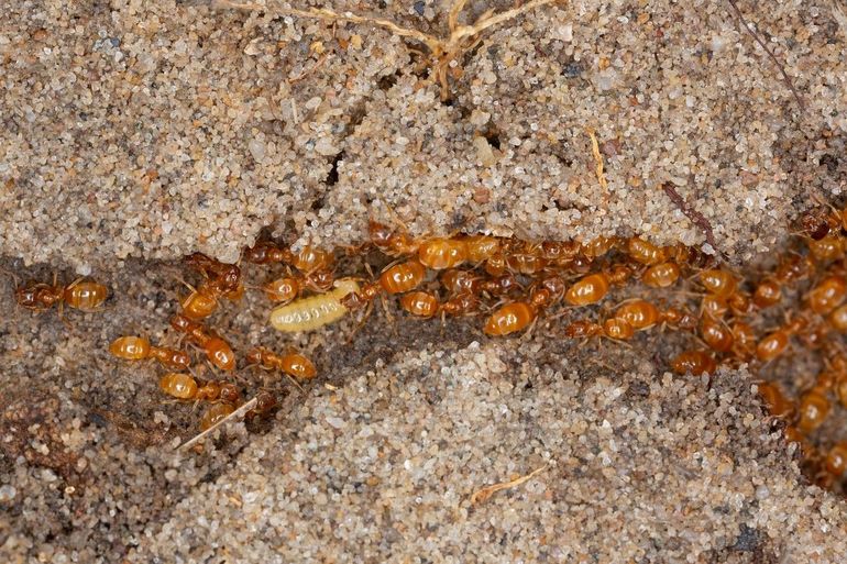 Gele weidemier (Lasius flavus)
