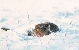 Haas in winters landschap