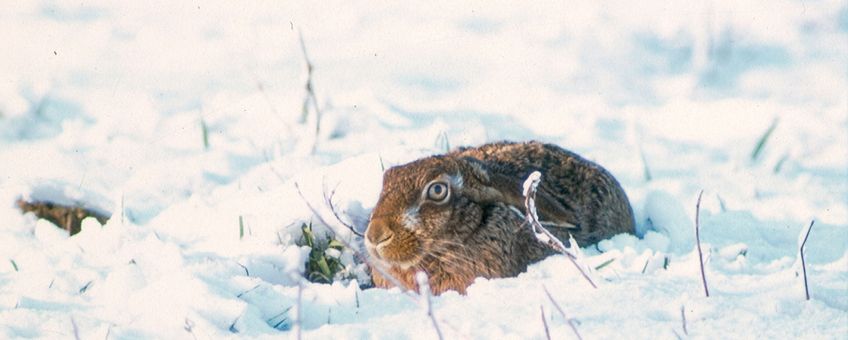 Haas in winters landschap